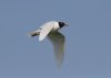 Mediterranean Gull at Shoebury East Beach (Steve Arlow) (15142 bytes)